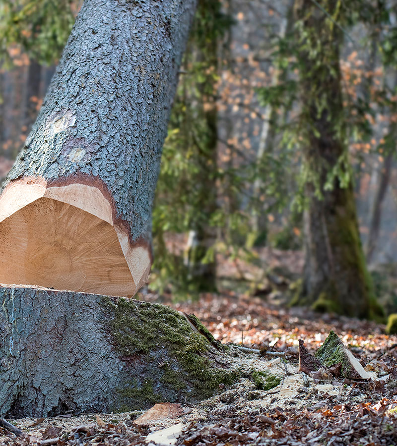 Abattage d'arbres à Les Pavillons-sous-Bois en Seine-Saint-Denis (93) et en île de France