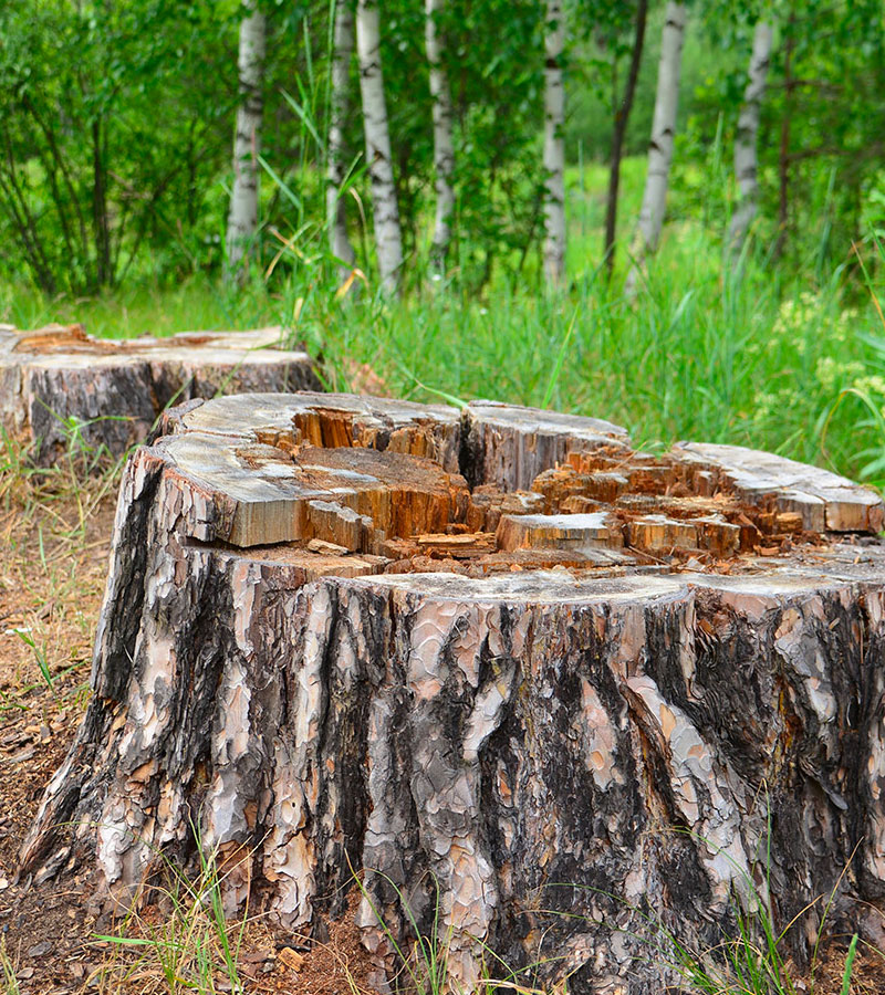 Extraction de souches d'arbres à Les Pavillons-sous-Bois en Seine-Saint-Denis (93) contactez Paul & Francois Élagage