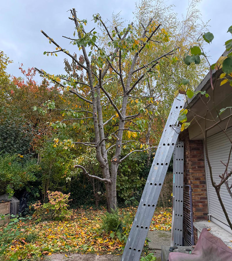 Pour l'elagage de vos arbres à Le Raincy en Seine-Saint-Denis (93) contactez Paul & Francois Élagage