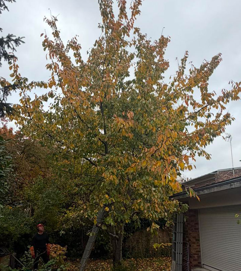 Pour l'elagage de vos arbres à Les Pavillons-sous-Bois en Seine-Saint-Denis (93) contactez Paul & Francois Élagage