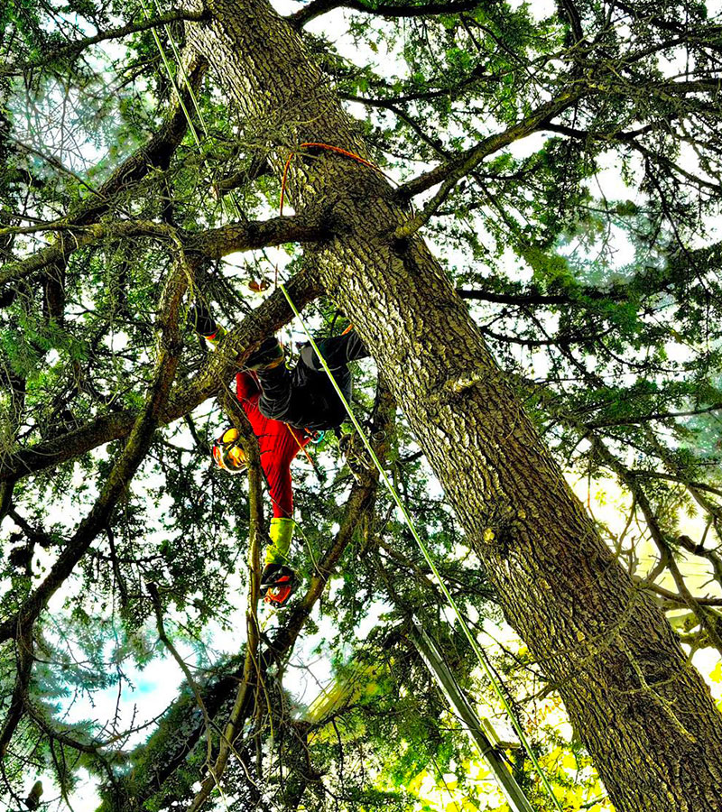 Pour l'elagage et l'abattage de vos arbres à Les Pavillons-sous-Bois en Seine-Saint-Denis (93) contactez Paul & Francois Élagage