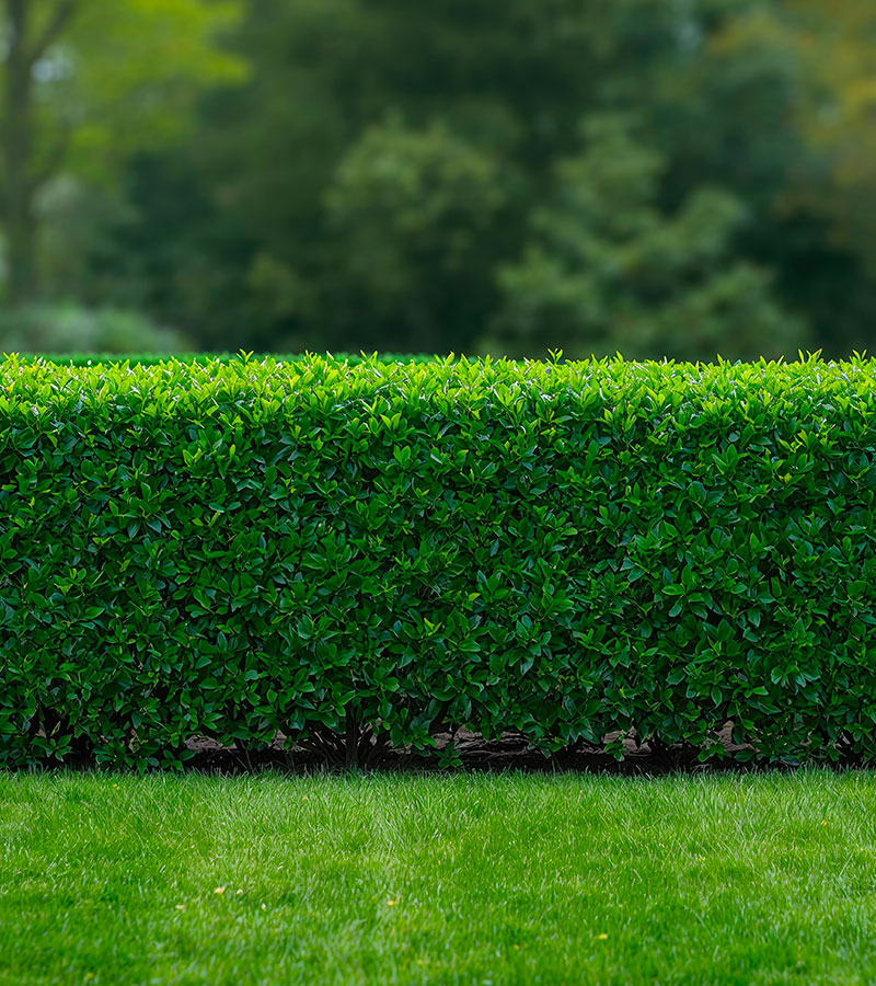 Taille de haies à Les Pavillons-sous-Bois en Seine-Saint-Denis (93) et en île de France