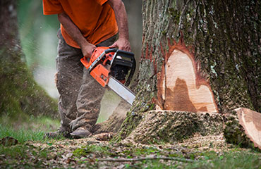 Abattage d’arbres à Les Pavillons-sous-Bois