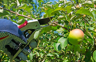Taille d’arbres Fruitiers à Les Pavillons-sous-Bois (93320) - Paul & Francois Élagage dans le Seine-Saint-Denis